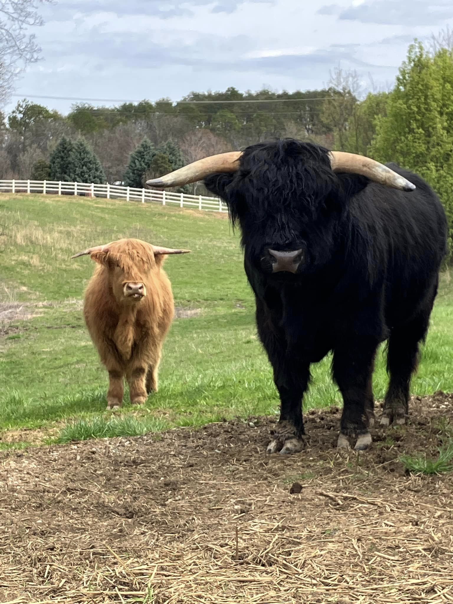Highland – Southern Grace Mercantile